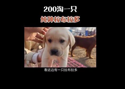 抖音快手賣貓狗賺錢怎么樣？教程揭秘：抖音快手賣貓狗月入數(shù)萬是真的嗎？